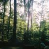 The Stump at Sunset